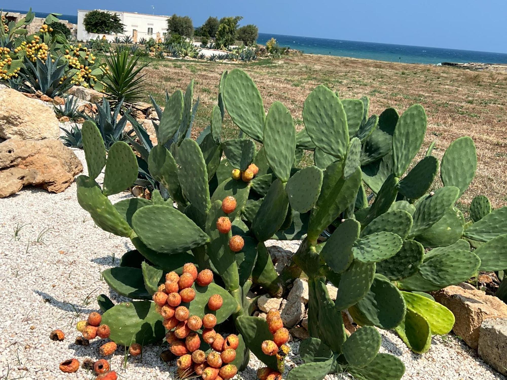 Masseria Ostuni Mare Agri Resort المظهر الخارجي الصورة